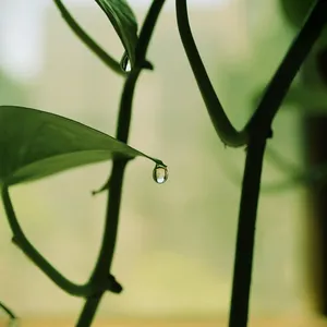 Globe Plants HDRI Bundle 1