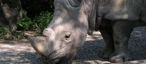 RHINO: LIFE