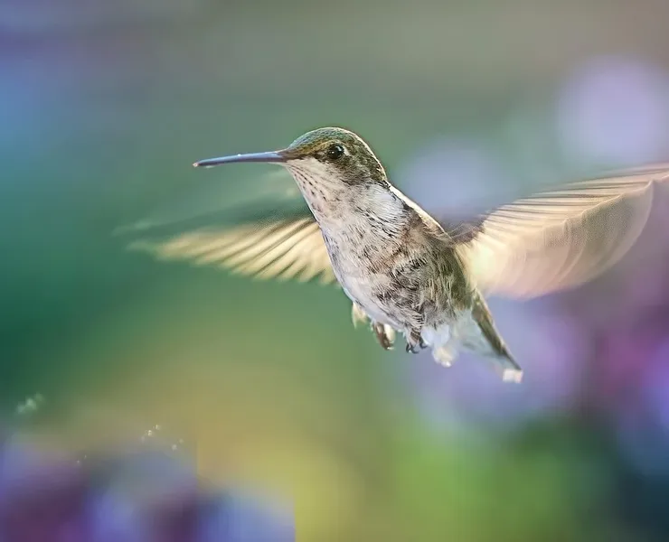 Houdini Motion Graphics