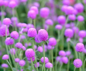 Globeplants_5
